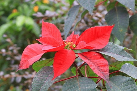 Leggende Natale in Puglia